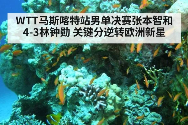 WTT马斯喀特站男单决赛张本智和4-3林钟勋 关键分逆转欧洲新星